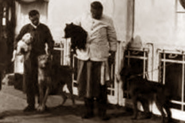dog podcast, podcast, history, dogs, dog shop, dog, dogs